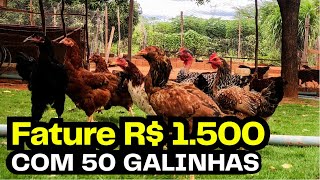 Dá pra viver SÓ da CRIAÇÃO DE GALINHA? Veja como ter MUITO LUCRO!🐔