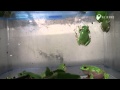 カエルの歌が聞こえてくるよ - Singing voice of the frog