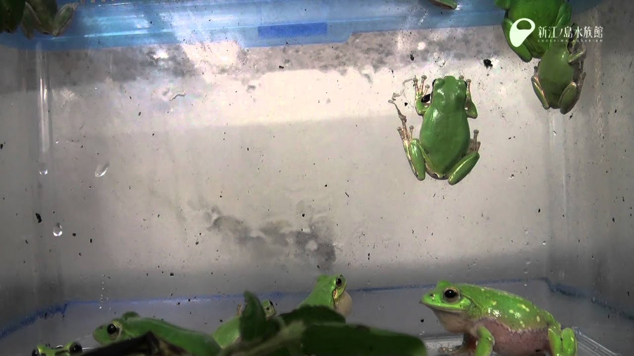 カエルの歌が聞こえてくるよ Singing Voice Of The Frog Youtube