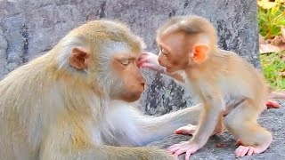 Very interesting indeed, monkey mom give the best time for her little one, so cute tiny baby monkey