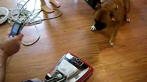 Boxer vs Vacuum