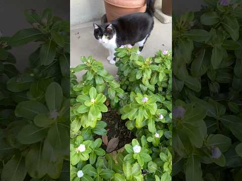 どうしたの？早朝なにかを必死に訴えかけるノラネコン先生 #mystery #cat #cute #catvideos #animal #stray #謎 #不思議