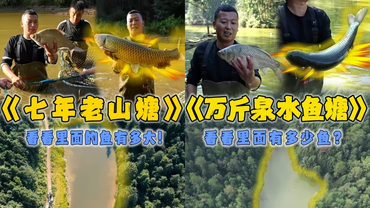 小飞哥花14000元包下7年的老山塘，看看里面的鱼有多大？｜花32000元在万斤泉水鱼塘里拉一网，看看里面有多少鱼？
