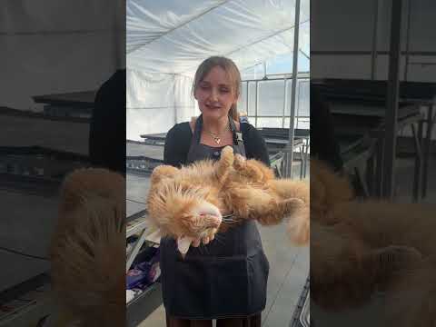 Не пишите странные комментарии про лук)