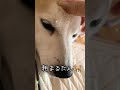 #柴犬#7歳#尊敬する#島津亜矢さんのBGMにのせて✌️