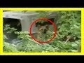 藪の中に茶色い犬の頭部を発見!行ってみると悲惨な光景が…