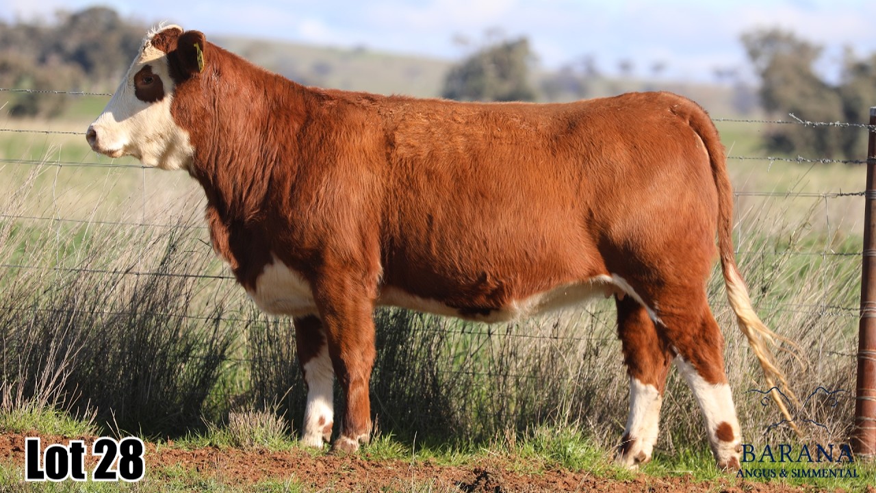 Simmental Females - 2026