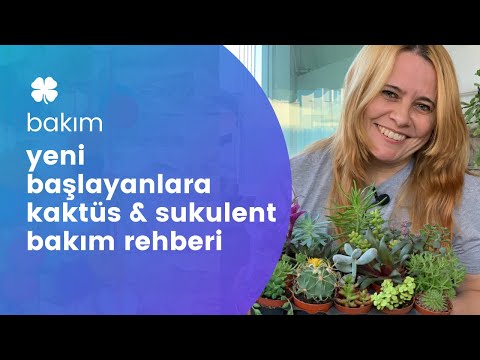 Video: Yeşim Kolye Asma Yetiştirme - Crassula Solucan Bitkileri Hakkında Bilgi
