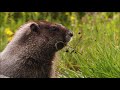 Amazing wildlife  jtech tv