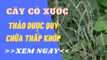 Cây cỏ xước - Thảo dược quý điều trị đau nhức xương khớp, đau thần kinh tọa