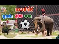 ช้าง ช้าง เตะฟุตบอล เตะเข้าเอาไปเลย 200  - KidsMeSong Family
