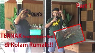 SULTAN Ternak Arwana Super RED di Rumah #PART 1