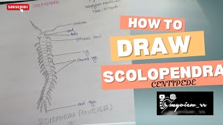 How To Draw Scolopendracentipedeintermediate Recordfollow For More