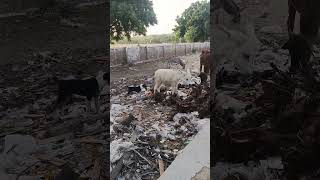 Can Children Ride Donkeys, Children Riding