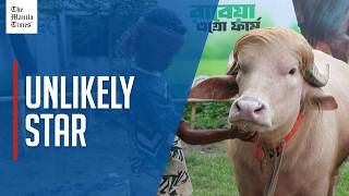 Famous Bangladesh's 'Donald Trump' buffalo wins fans Net Worth