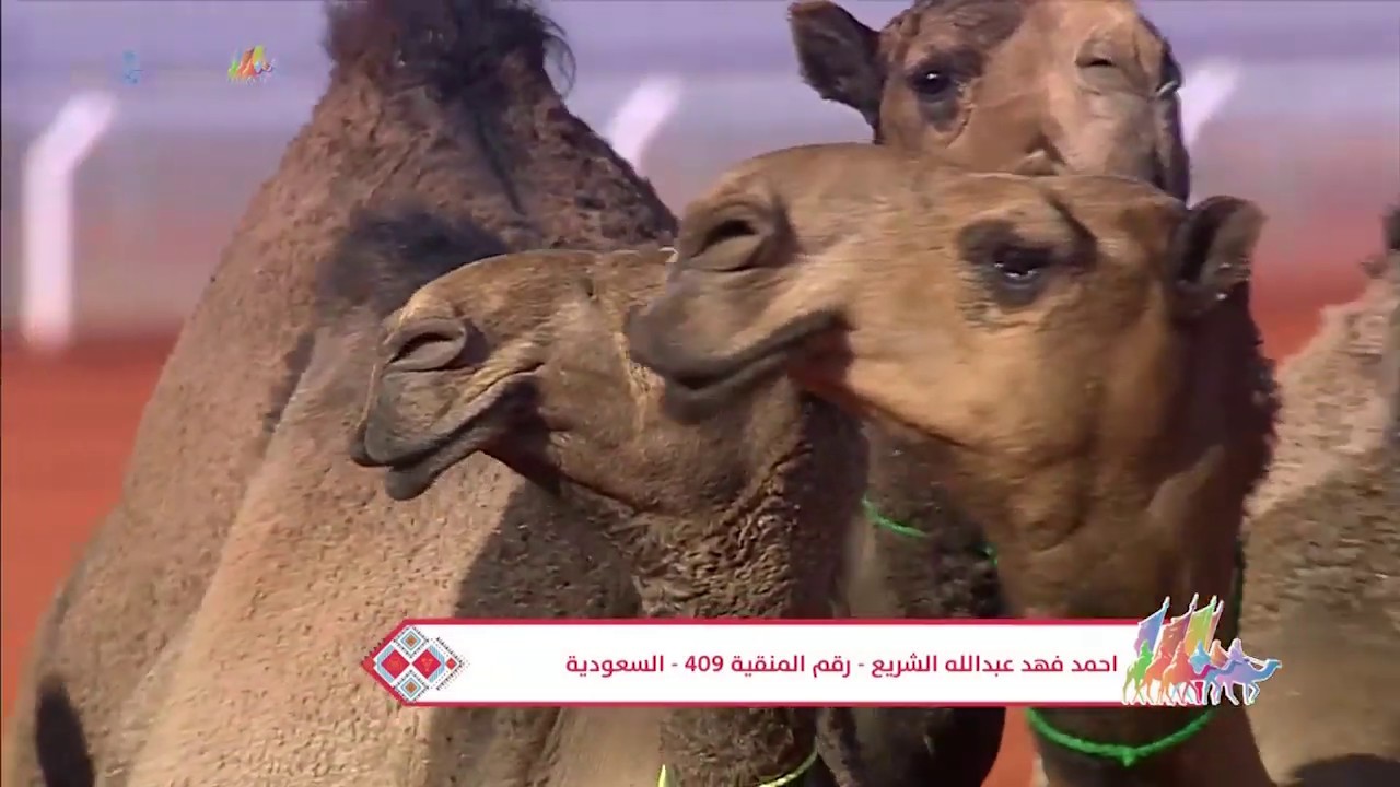 جانب من عروض منقيات شلفا ولي العهد للون الصفر