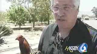 Large cockfighting operation busted