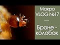 Бронеколобок / МакроVLOG №17 / 02.07.2020