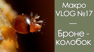 Бронеколобок / МакроVLOG №17 / 02.07.2020