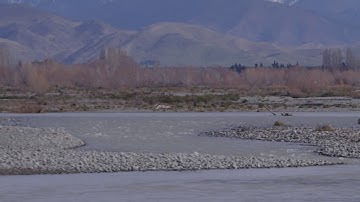 Tim Davie - braided rivers importance and health