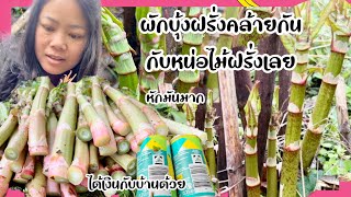 ผักบุ้งฝรั่งผักที่เกิดตามธรรมชาติ ตามฤดูกาล |สาวอีสาน life in Germany 🇩🇪