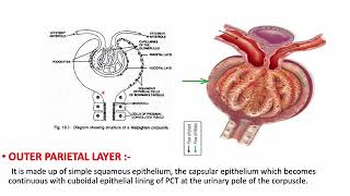 HISTOLOGY of KIDNEY