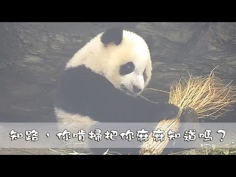 《熊貓早晚安》知路，你啃掃把你麻麻知道嗎？| iPanda