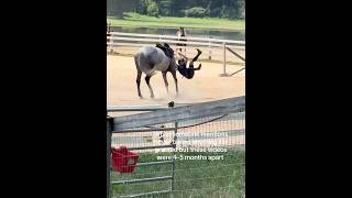 Horse falls and fails #horse#equestrianjourney #horseenthusiast #equestrian #horsetrack #horsegirl