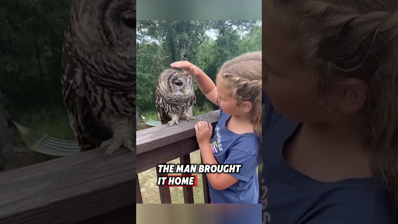 This injured owl was rescued by kind people who helped it return to the wild 