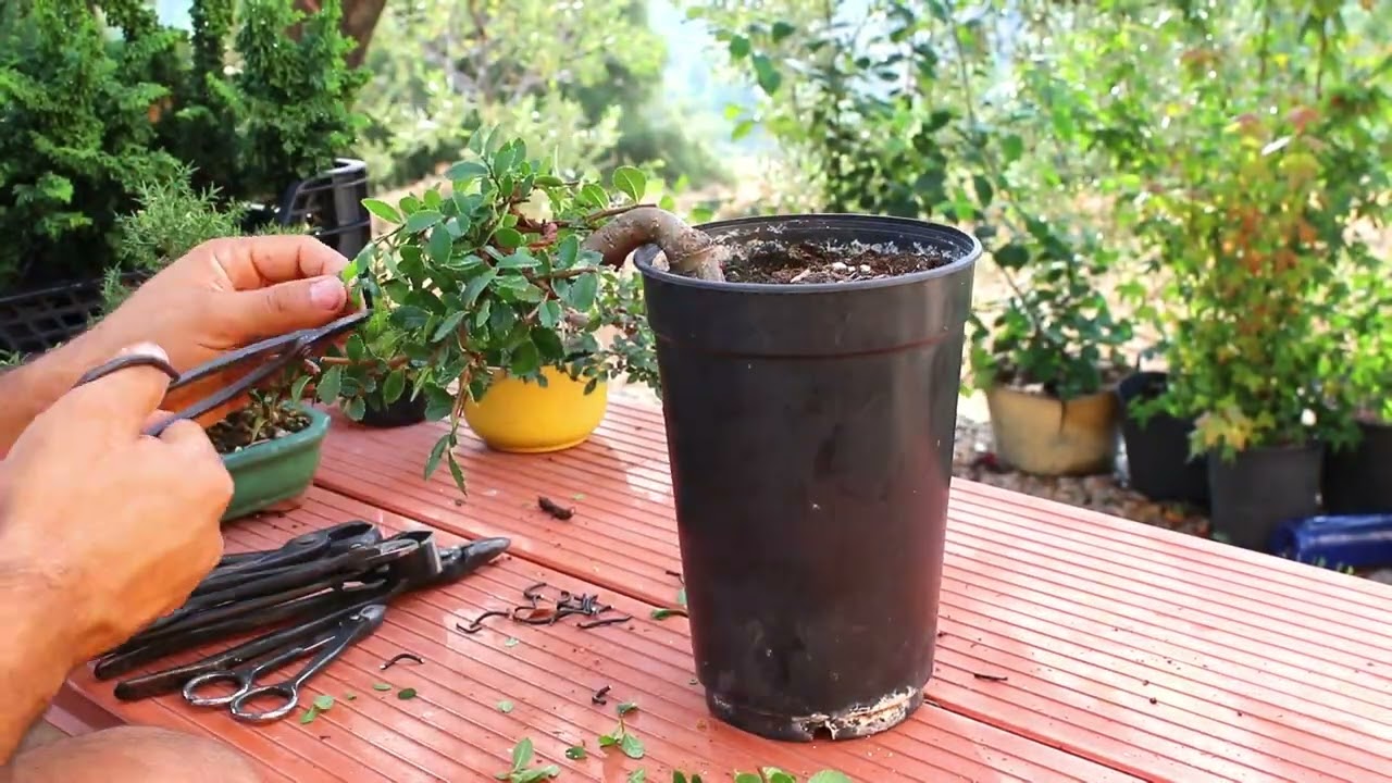 Olmo chino comercial en estilo cascada