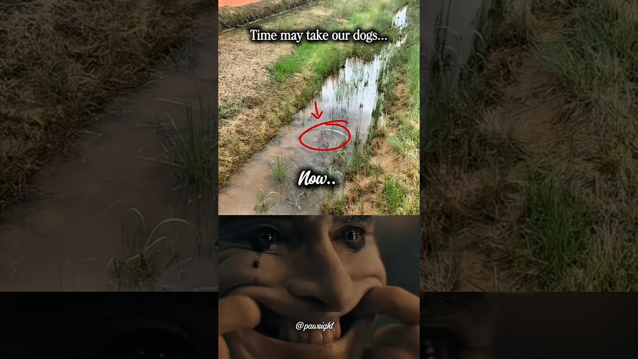 Time move on.. but not the pain of losing a dog 💔 