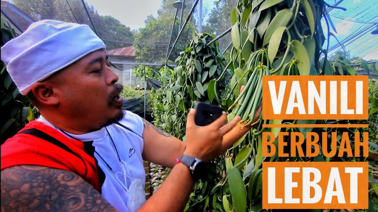 BUDI DAYA VANILLI DI LAHAN SEMPIT DALAM 20 BULAN BERBUAH LEBAT