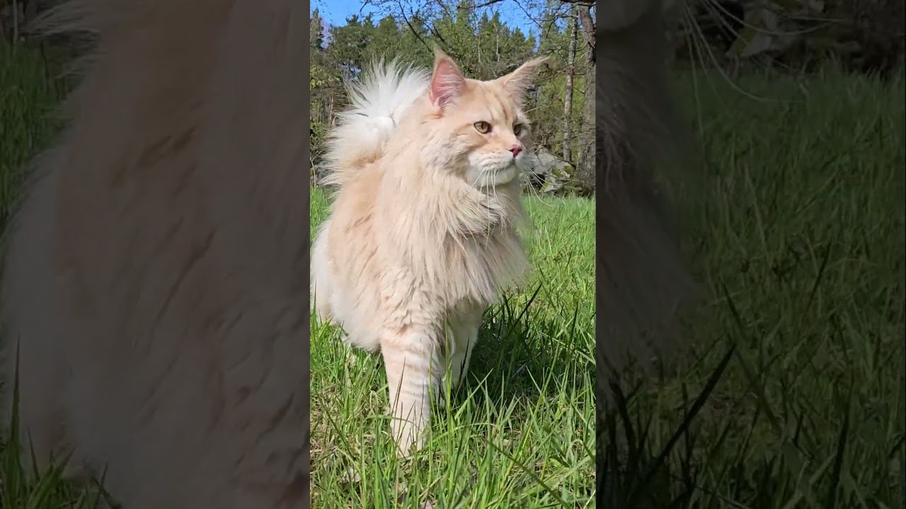 Buster in the Grass