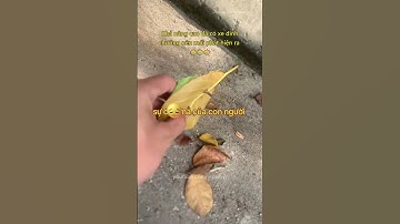 Khả năng cao đã có xe dính chưởng nên mới phát hiện ra 😥 #giaothong #vanhoa #xahoi #hanoi