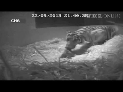 Londoner Zoo filmt Tiger-Geburt: Zuchterfolg nach 17 Jahren | DER SPIEGEL