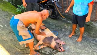 Lucu Zefa Pertama Kali Lihat Babi Vlog 33