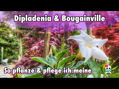 Video: Mandevilla-Zimmerpflanzen – Wie man Mandevilla drinnen pflegt