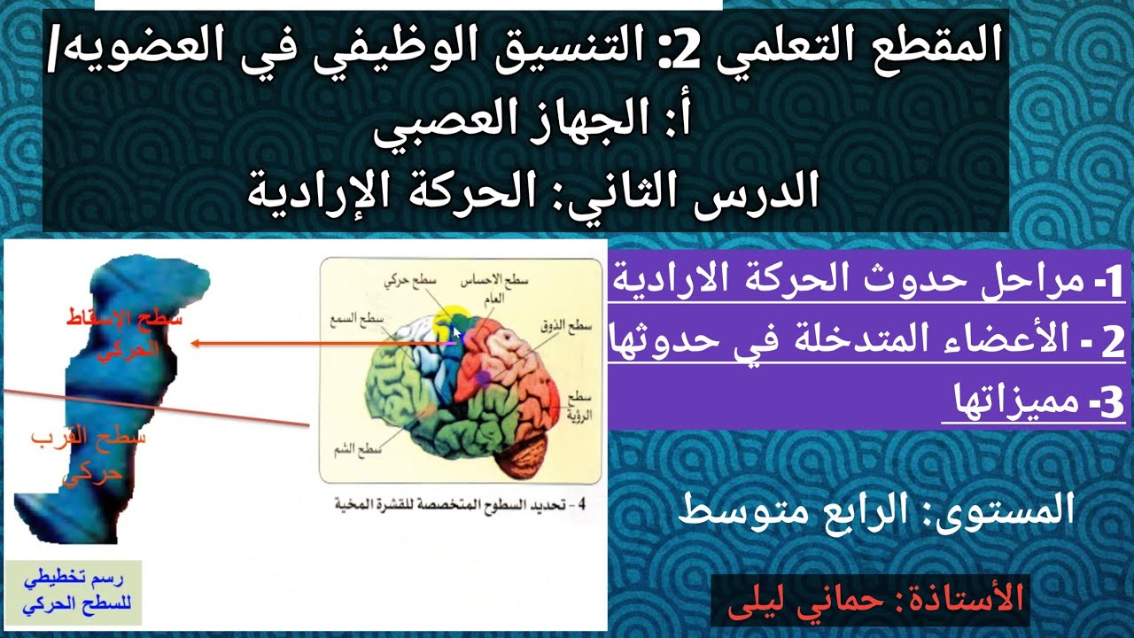 الدرس الثالث من الجهاز العصبي: الحركة الإرادية 