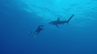 Акулы Красного моря 08 12 11 2021 г
