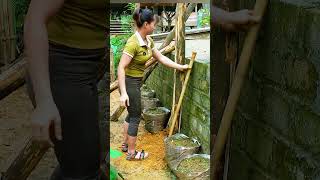 A Busy Day Off-Grid: Growing Fresh Tomatoes & Chopping Wood For Sale | Free Bushcraft
