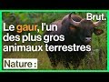 Le gaur est lun des plus gros animaux terrestres