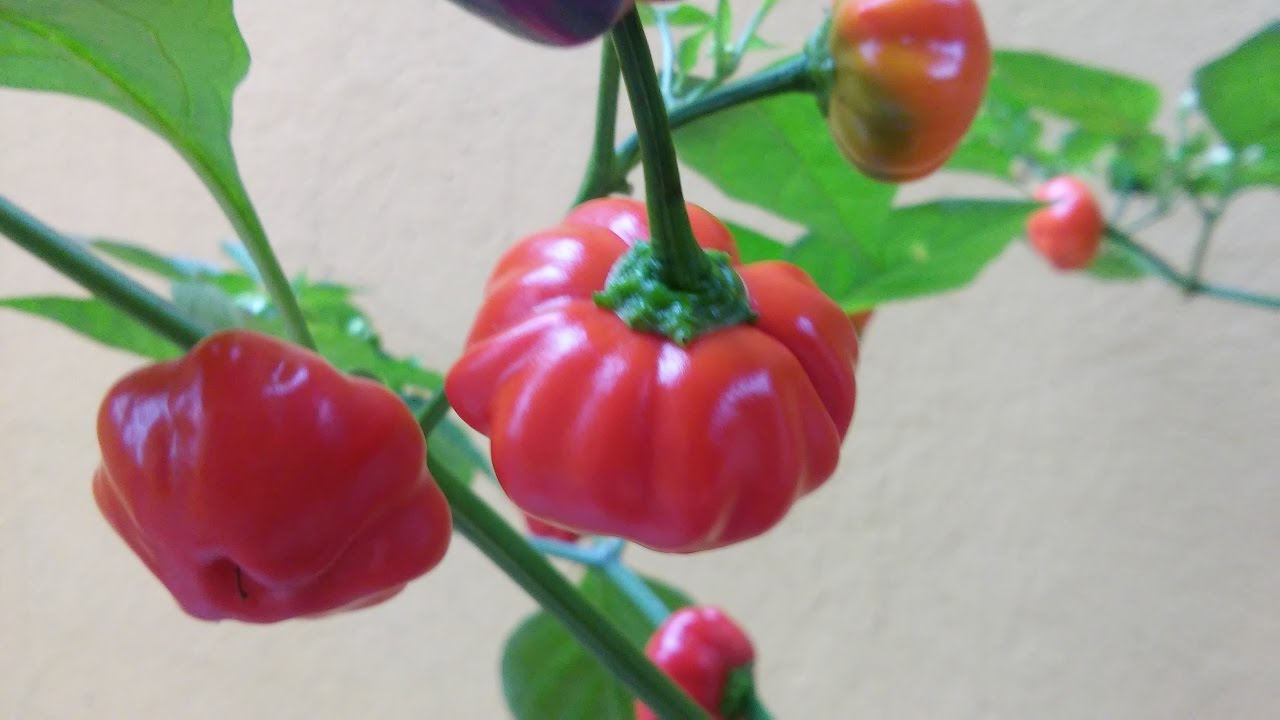 CONHEÇA A PIMENTA PITANGA. A PIMENTA QUE TEM O FORMATO DA FRUTA PITANGA. YouTube