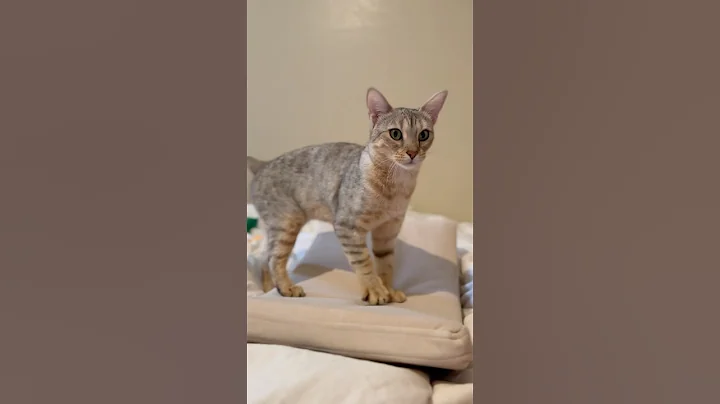 Watch the video about My affectionate snow Savannah cat Paris 🥰