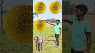 Rounding coconuts to Duck, Peacock, Pigeon & Parrot - Birds names magic video