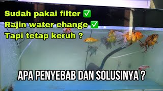 Penyebab Air Aquarium Berkabut - Cara Menjernihkan Air Aquarium