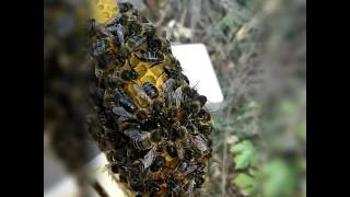 Apis mellifera iberiensis