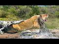 Aghast !!! The Crocodile Returns To Take Revenge On The Lion When Attacked By The Lion Family