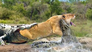 Aghast !!! The Crocodile Returns To Take Revenge On The Lion When Attacked By The Lion Family
