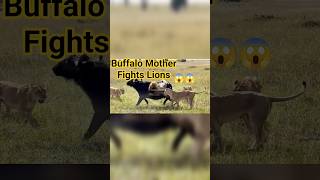 Buffalo Mother Fights Lions to Save Her Calf Wildest Safari Battle Ever 😦 #gerenuk #africawildlife
