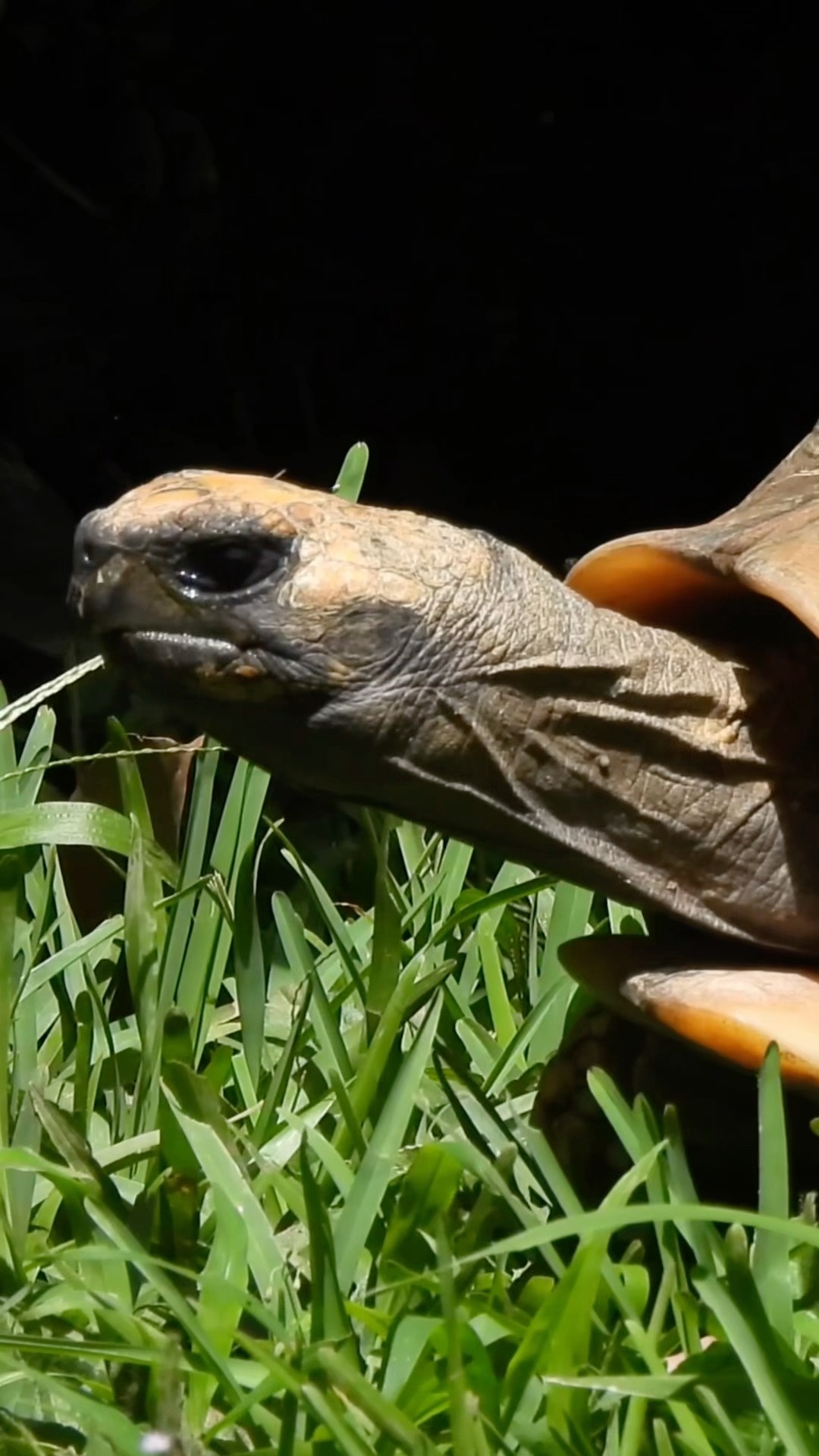 Alpha Turtle Walking